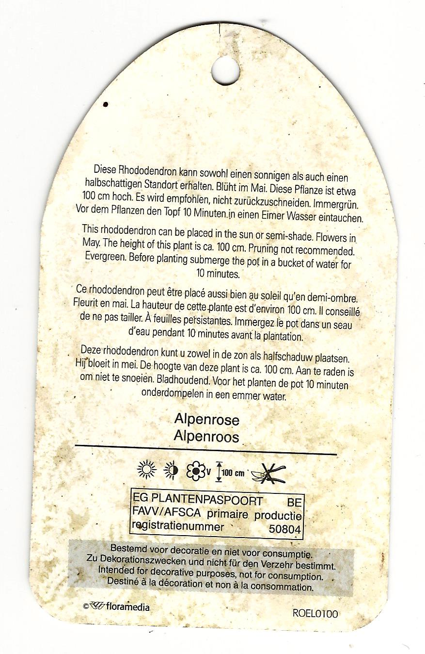 Rhododendron Cosmopilitan 02.jpg